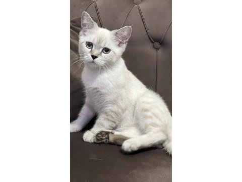 Scottish fold bayaz gri