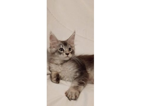 Maine coon 3 aylık