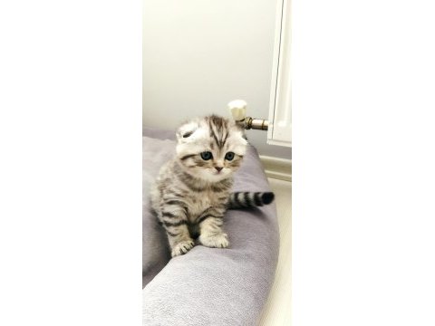 45 günlük scottish fold yavrular