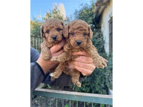 Safkan toy poodle köpeği