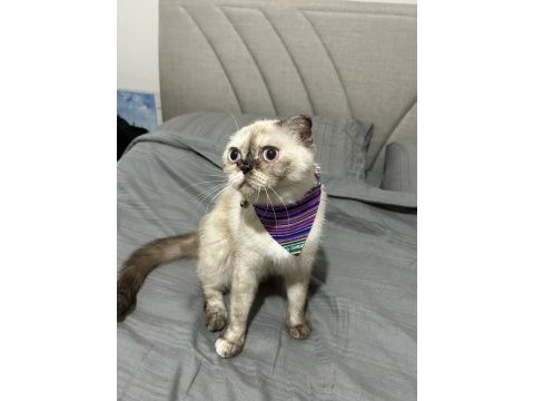 1 yaşında kıvrık kulaklı exotic shorthair