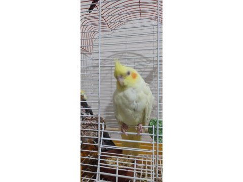 Sultan papağanı 2 aylık buca