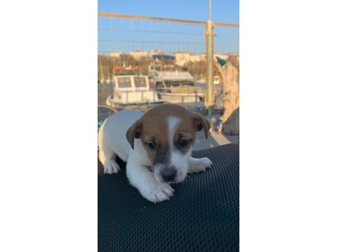 Çok güzel maskeli jack russell 1 dişi ve 1 erkek