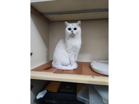 Şecereli genç damızlık british shorthair dişiler
