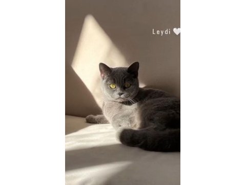 British shorthair kedimize güzel bir aile istiyoruz