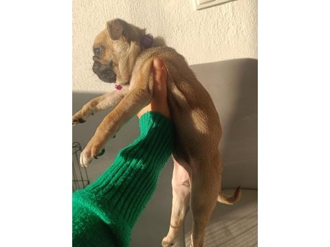 Yavru pug köpeği dişi 2 aylık
