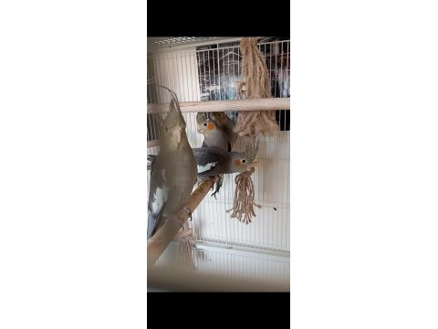 2 aylık erkek yavru yerli üretim sultan papağanı