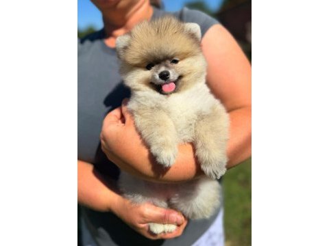 Yavru pomeranian boolarımız