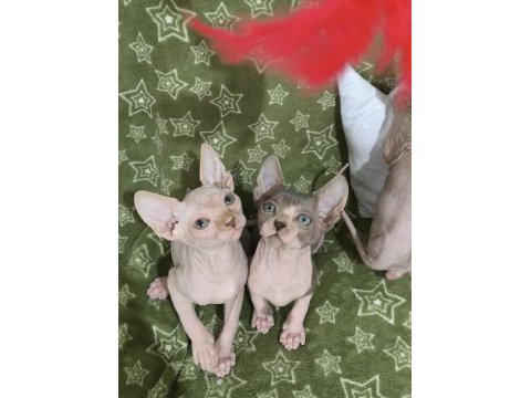 Naked beauty sphynx cattery