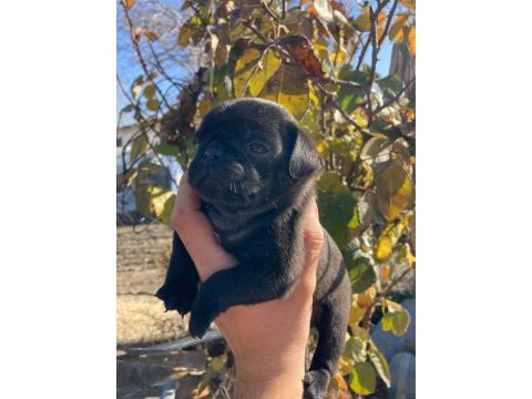 Yavru pug yavrularımız