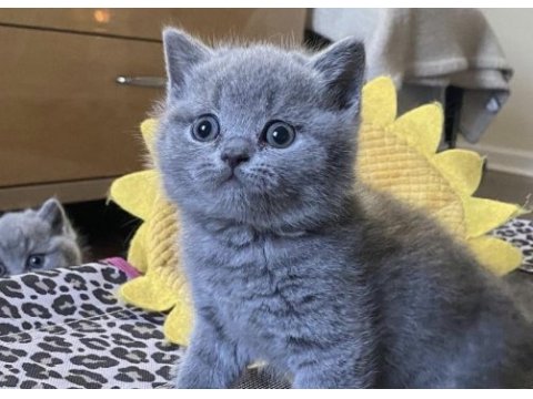 Brıtısh shorthair gri yavrularım 