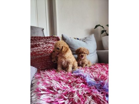 Sağlık ve ırk garantili poodle