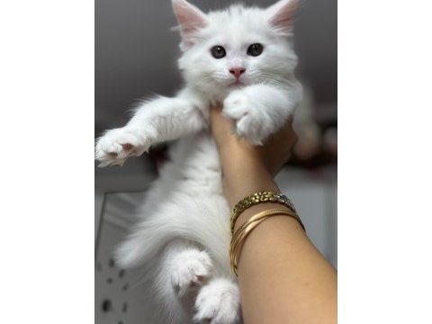Beyaz prenses maine coon