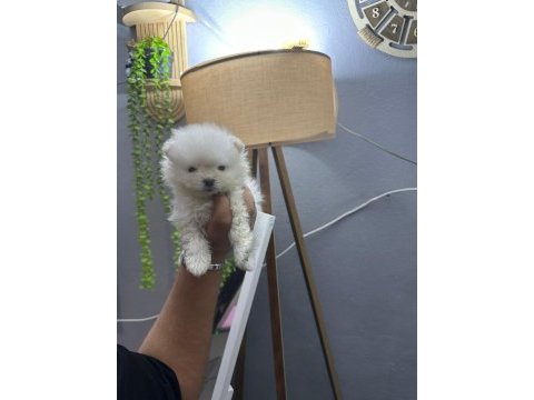 Pomeranian boo teddy bear yavrucuklar