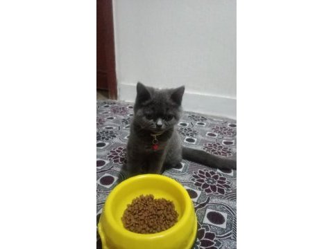 Akıllı british shorthair gofret