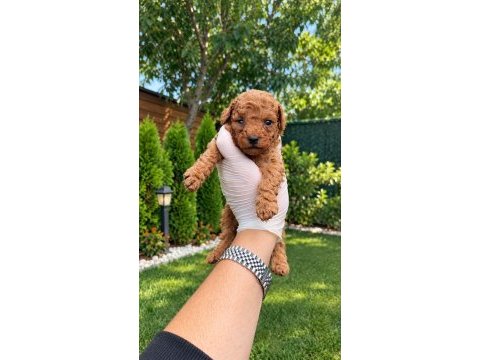 Redbrown toypoodle bebekler 