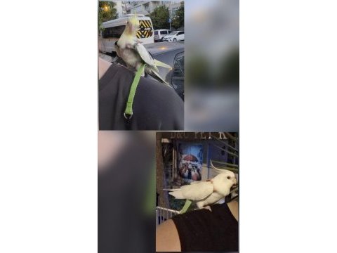 Sağlıklı ve uysal çift sultan papağanı