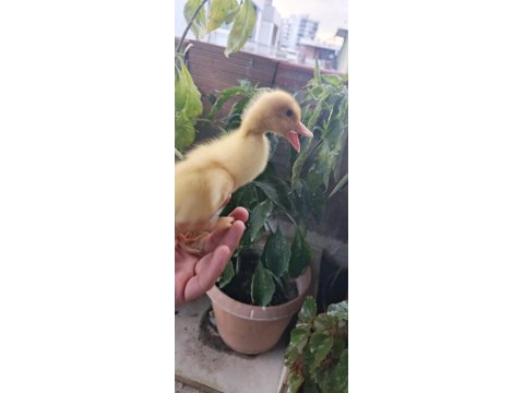 Çoluk çocuğunu sevindir ördek civcivi bulunur