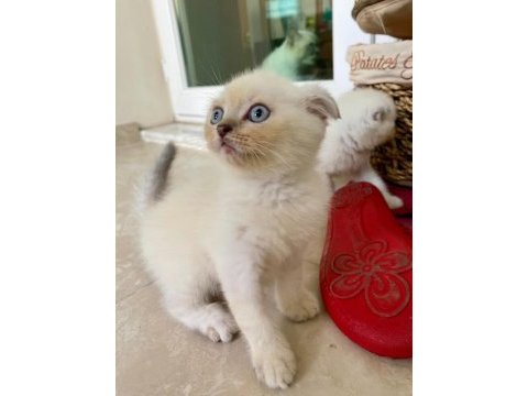Scottish fold lynx point