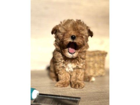 Tiny teddy face kore maltipoo