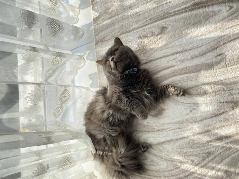 British longhair kedimi sahiplendirmek istiyorum
