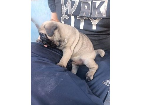 3 aylık yavru pug