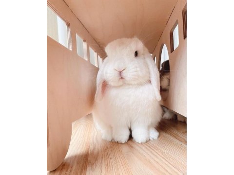 Lop tavşanlarımız gün içi gönderim mevcut