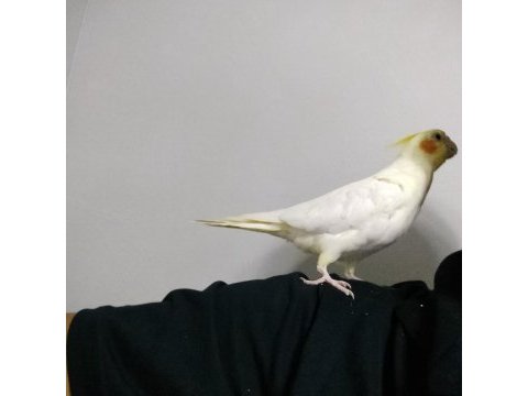 5 aylık erkek sultan papağanı