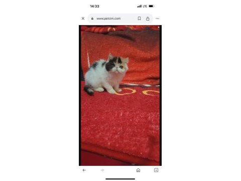 Show kalite exotic bebek kediler
