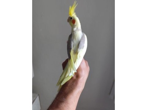 2 adet erkek biri 6 aylık biri 2 aylık sultan papağanı
