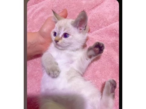 British shorthair yavrularımız