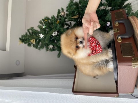 Dişi kusursuz teddy face pomeranian boo sağlıklı