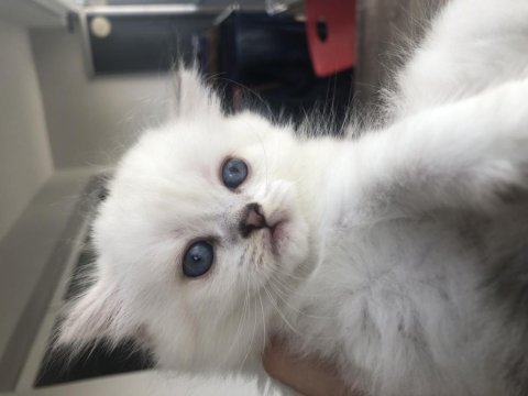 British longhair sağlıklı kaliteli yavrular