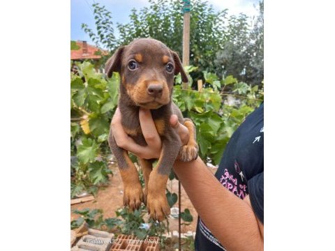 Doberman yavrular