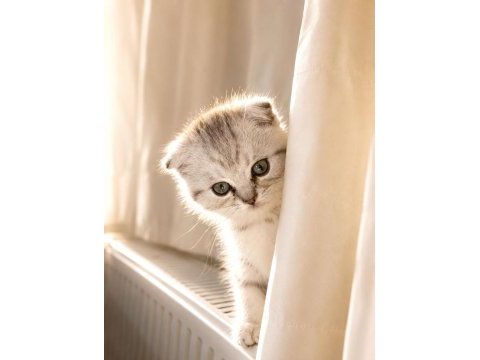 3 aylık scottish fold dişi