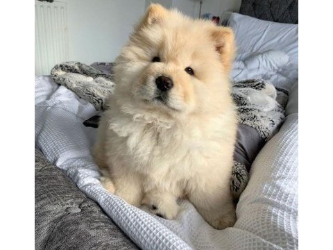 Chow chow çin aslanı yavrular