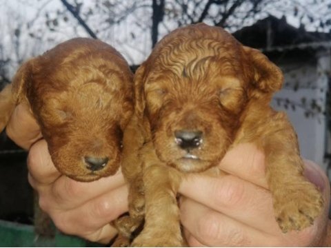 Toy poodle köpeği