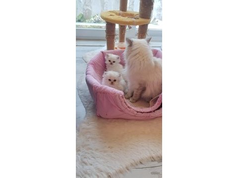 Scottish straight ve scottish fold yavrular
