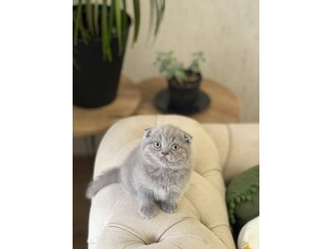 Ayı surat sevecen scottish fold yavrum