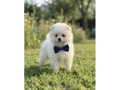 Teddy bear pomeranian boo