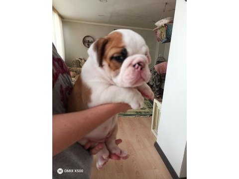 Kar topu ingiliz bulldog yavrularımız