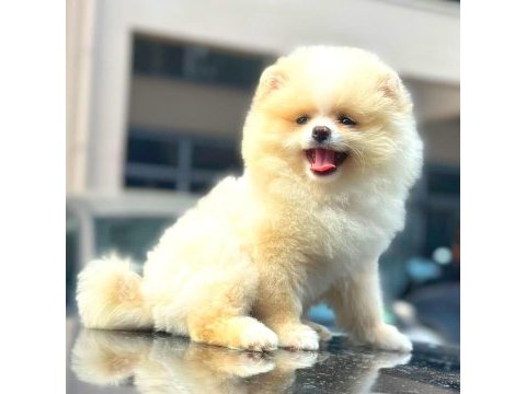 Pomeranian boo dünyası