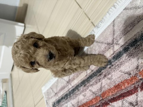 Tekirdağ minyatür poodle 2 aylık