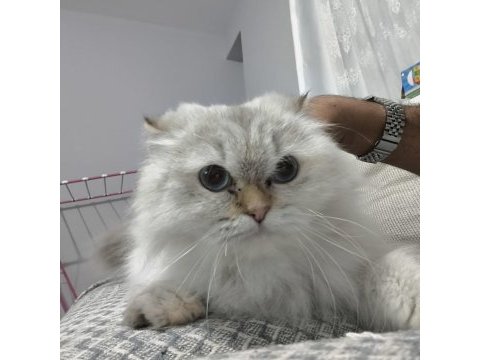Uysal akıllı çok tatlı cok asil kedimiz pamuk