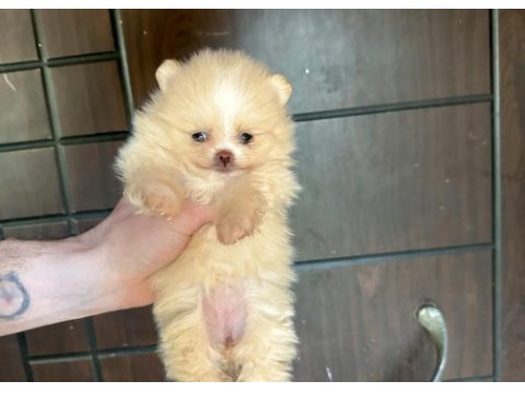 Pomeranian panda rengi