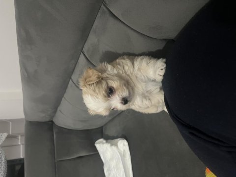 Maltese erkek köpeğimiz