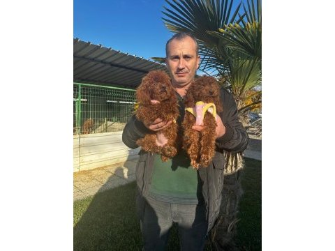 Safkan korea ve çin poodle