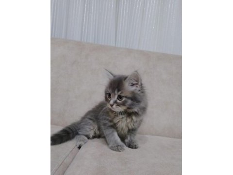 Sahiplendirme scottish fold