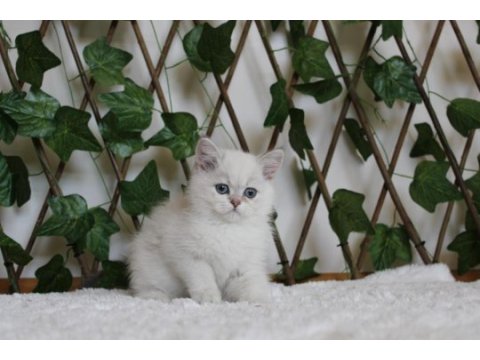 Ay1133 erkek british shorthair golden point