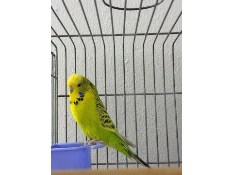 Gold dişi jumbo muhabbet kuşu